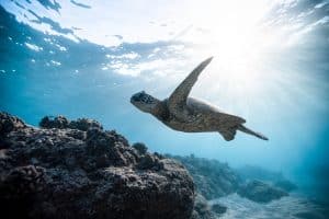 Faire découvrir la vie marine aux enfants
